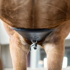 Kieffer Springgurt Ultrasoft Schwarz 11 Kieffer Springgurt Ultrasoft Schwarz -Reitsportbedarf Verkäufe kieffer 478 kieffer ultrasoft stollenschutzgurt bellyguard horse 2.e3c691