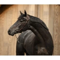 PS Of Sweden Trense Helsinki Braun -Reitsportbedarf Verkäufe ps dsc 7129copy.8f2b35